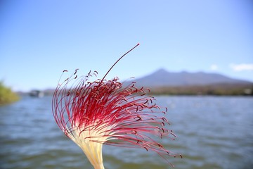 Flower In Front of Mountains