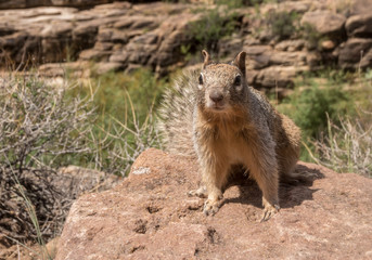 Naklejka na ściany i meble Squirrel at Grand Canyon