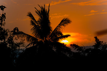 Naklejka na ściany i meble coconut palm tree silhouette at sunset background