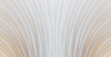 abstract background macro image of Sajor-caju Mushroom