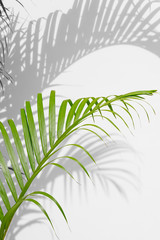 palm leaves and shadows on a white wall