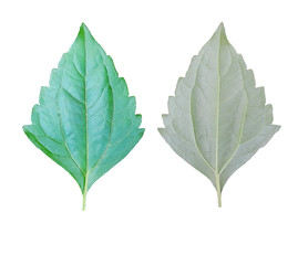 bright green leaves isolate on white background , clipping path