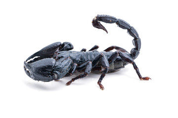 top view, scorpion on white background. Giant forest scorpion species found in tropical and subtropical areas in Asia.