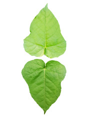 Bright green leaves six pointed  isolate on white background , clipping path