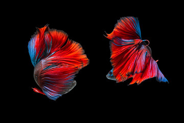 fighting of two fish isolated on black background. siamese fighting fish, Betta fish