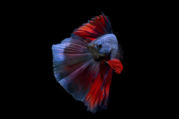 Fancy betta fish,Blue siamese fighting fish on black background isolated