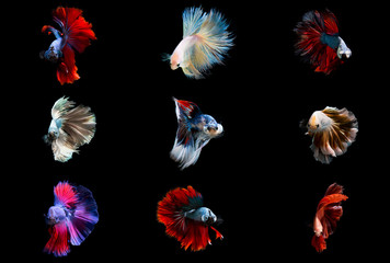 Group of premium Fancy betta fishes,Show quality siamese fighting fishes on black background isolated 