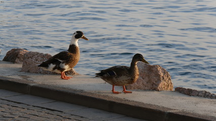 Papera sul lago al tramonto