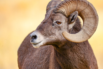 Bighorn sheep in the grass.