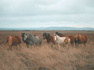 Island Horses 