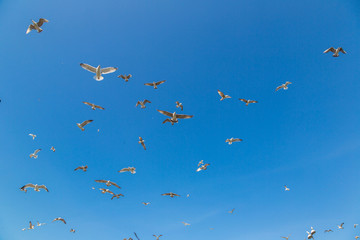 Many seagulls fly in sky