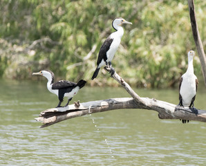 Cormorant on tree