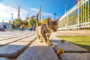 Cat  in Istanbul