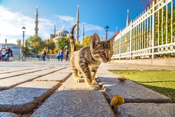 Fotobehang Cat  in Istanbul © Sergii Figurnyi