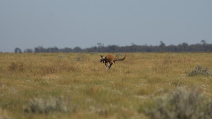 Western Red Kangaroo.