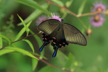 カラスアゲハの仲間　Chinese peacock