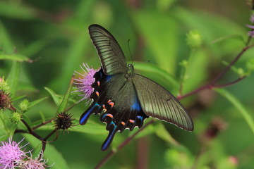 カラスアゲハの仲間　Chinese peacock