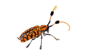 Orange insects isolated on white background.