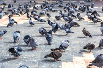 Fototapeta premium A lot of doves