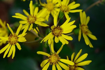 Farfugium japonicum (Japanese silver leaf)
