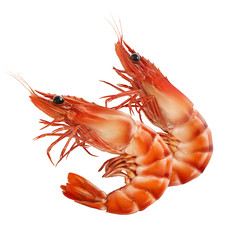 Double red prawns or tiger shrimps isolated on white