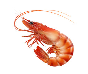 Cooked prawn or tiger shrimp isolated on white background