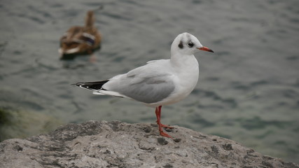 Gabbiano a Riva del Garda