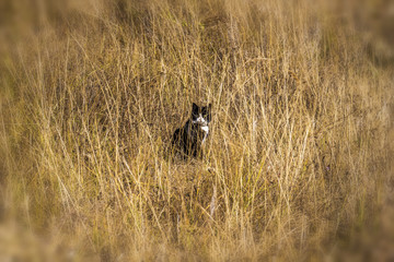 A black cat sits in a deep yellow dry grass.
