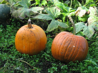 Pumpkin Field