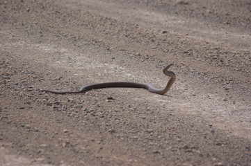 King Brown Snake