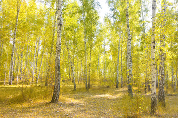 birch forest