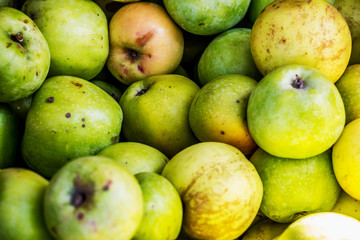 Apples