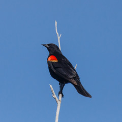Male Red-winged Blackbird gripping a dry branch with blue sky background.