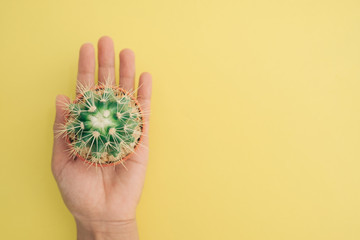 Cactus in a pot holding in hand on yellow background, Creative minimal concept.