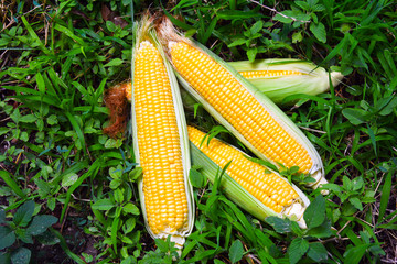 Corn cobs in garden