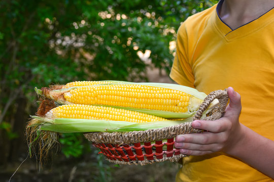 Corn cobs in hand, gardering