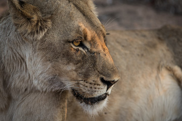 lion_3