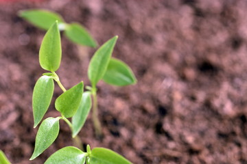 Close-up of green seedling growing plant out of soil