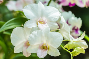 Naklejka na ściany i meble White orchids, Dendrobium.