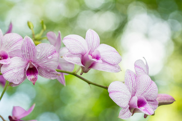 Abstract blurred of purple orchids, Dendrobium.