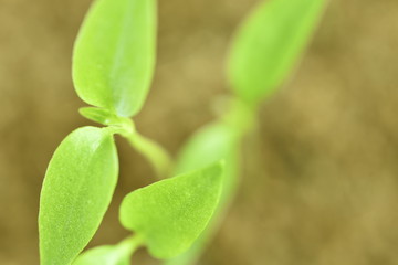 Close-up of green seedling growing plant out of soil