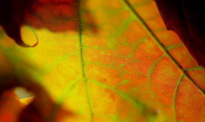 texture of autumn maple leaf
