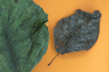 Dried leaves on an orange background