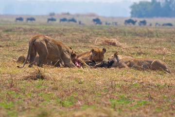 leonesso dopo la caccia nella savana in Zambia