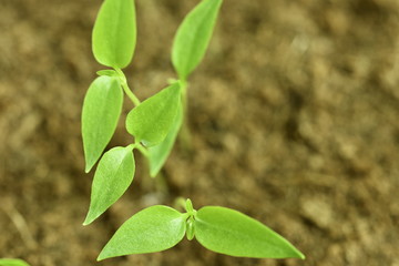 Close-up of green seedling growing plant out of soil
