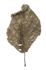 Dry brown leaf on a white background