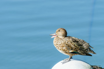 Obraz premium クチバシを開けるコガモ(メス)