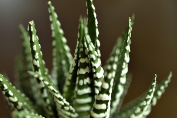 Close-up Haworthia Fasciata at home