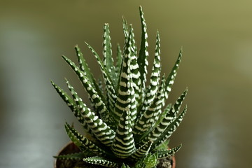Close-up Haworthia Fasciata at home © hossein1351