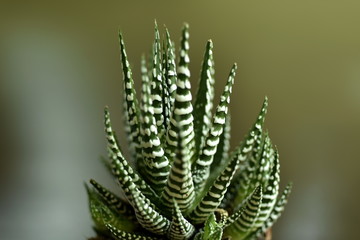 Close-up Haworthia Fasciata at home